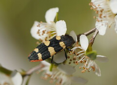 Castiarina interstitialis