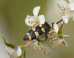 Castiarina interstitialis