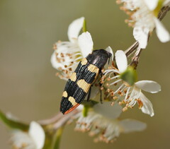 Castiarina interstitialis