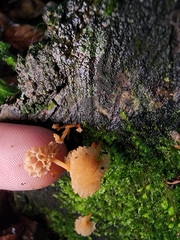 Favolaschia calocera