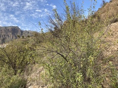 Prunus amygdalus