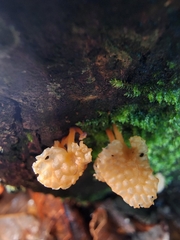 Favolaschia calocera