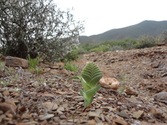 Lapeirousia pyramidalis