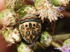 Sphaerocoris annulus