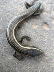 Chalcides sexlineatus