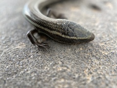 Chalcides sexlineatus