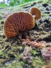 Pseudomerulius curtisii