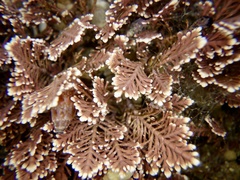 Corallina pilulifera