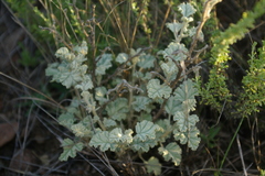 Buddleja glomerata