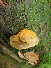 Pseudomerulius curtisii