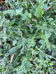 Capsella bursa-pastoris