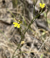 Goodenia gracilis