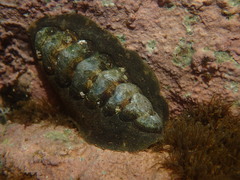 Onithochiton literatus