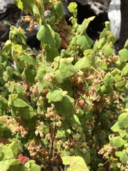 Lasiopetalum schulzenii