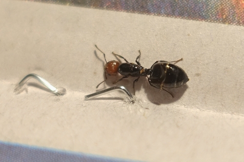 Mediterranean Acrobat Ant, Wäinönkuja, photo 6 of 10