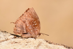 Mahathala ameria