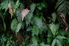 Blechnum occidentale