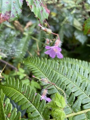 Geranium robertianum