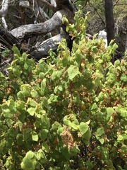 Lasiopetalum schulzenii