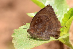 Mahathala ameria