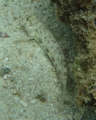 Gnatholepis anjerensis