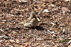 Turdus philomelos clarkei