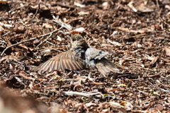 Turdus philomelos clarkei