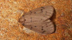 Paidia rica