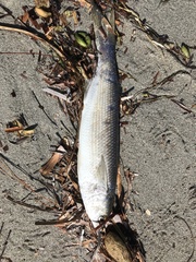 Aldrichetta forsteri