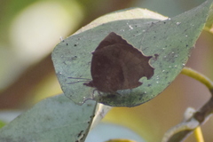 Mahathala ameria
