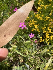 Centaurium tenuiflorum