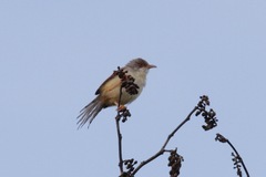 Prinia erythroptera