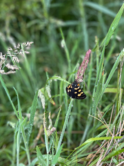 Phalaenoides tristifica