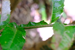 Hicksbeachia pinnatifolia