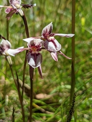 Diuris venosa
