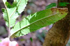 Hicksbeachia pinnatifolia