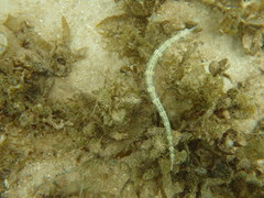 Corythoichthys intestinalis