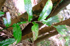 Hicksbeachia pinnatifolia