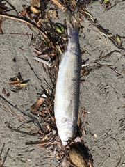 Aldrichetta forsteri