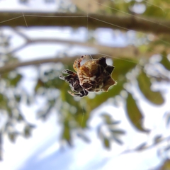 Thelacantha