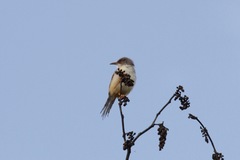 Prinia erythroptera