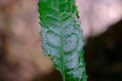 Hicksbeachia pinnatifolia