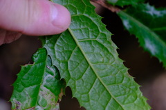 Hicksbeachia pinnatifolia