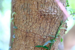 Hicksbeachia pinnatifolia