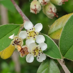 Cotoneaster pannosus