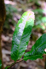 Hicksbeachia pinnatifolia