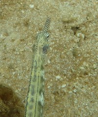 Corythoichthys intestinalis