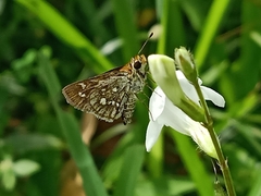 Taractrocera ardonia
