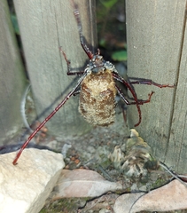 Erioderus