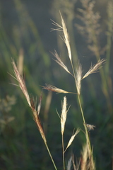 Aristida congesta